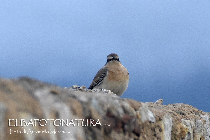 da identificare: Culbianco (Oenanthe oenanthe)